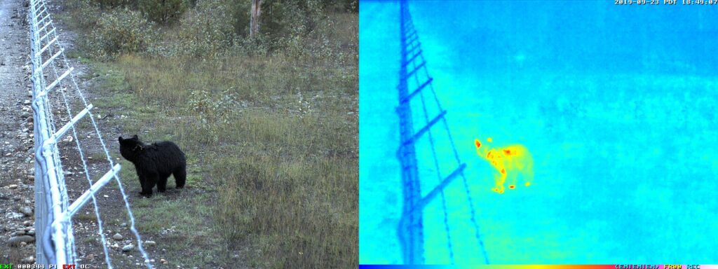 A black bear seen through two different types of cameras: a standard visual spectrum camera on the left and a thermal imaging camera on the right.