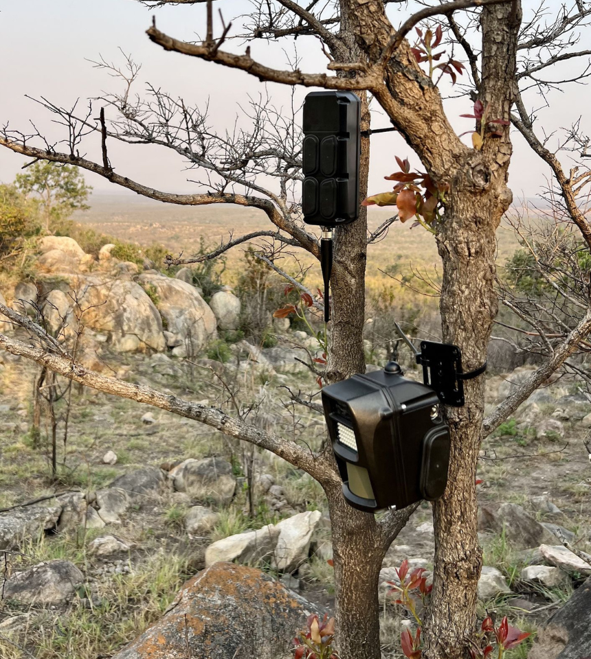 How AI-Powered Cameras Helped Protect Kruger Park Wildlife from Poachers